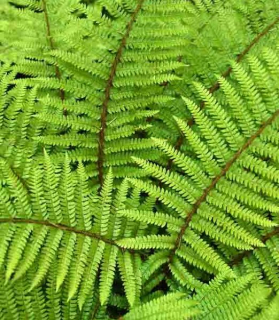 Polystichum polyblepharum
